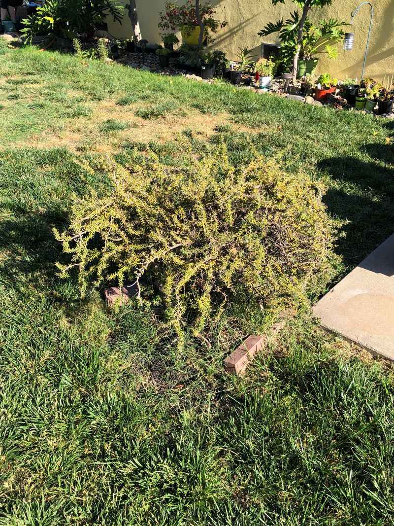 Yellowing Leaves Can Be An Early Warning Sign