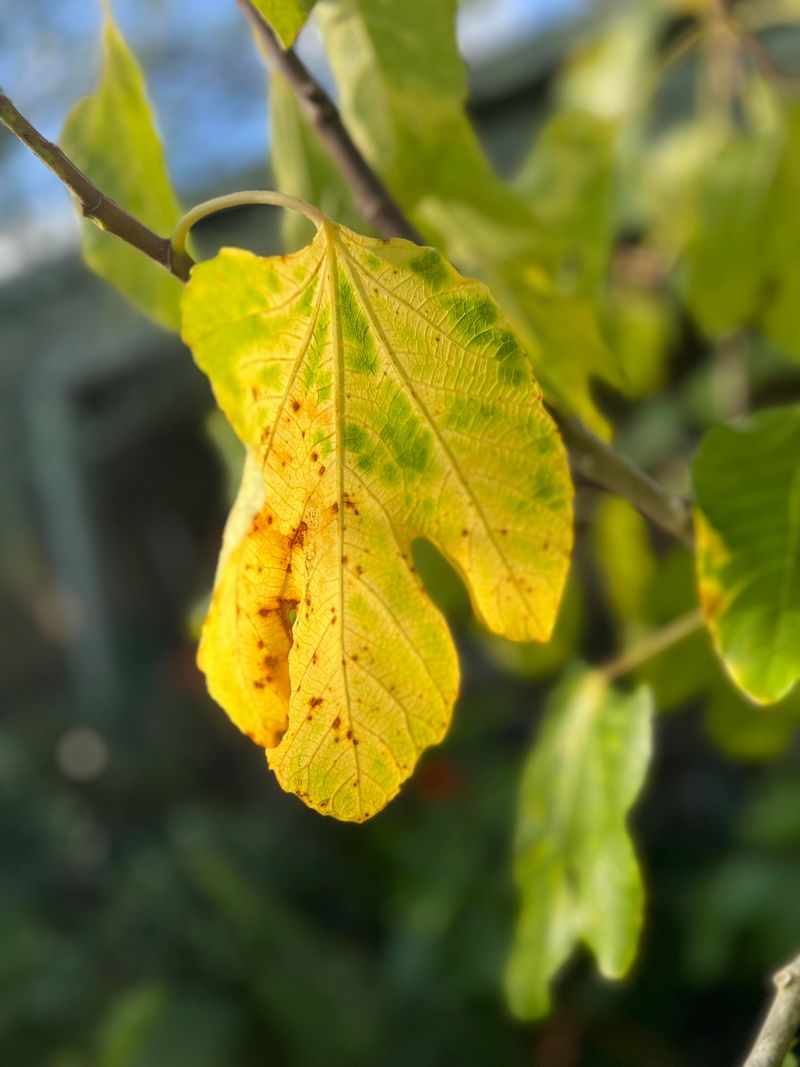 Yellowing Leaves Can Point To Waterlogged Roots