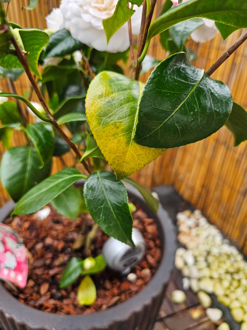Yellowing Leaves Can Signal Heavier Feeding Yellowing Leaves Can Signal Heavier Feeding