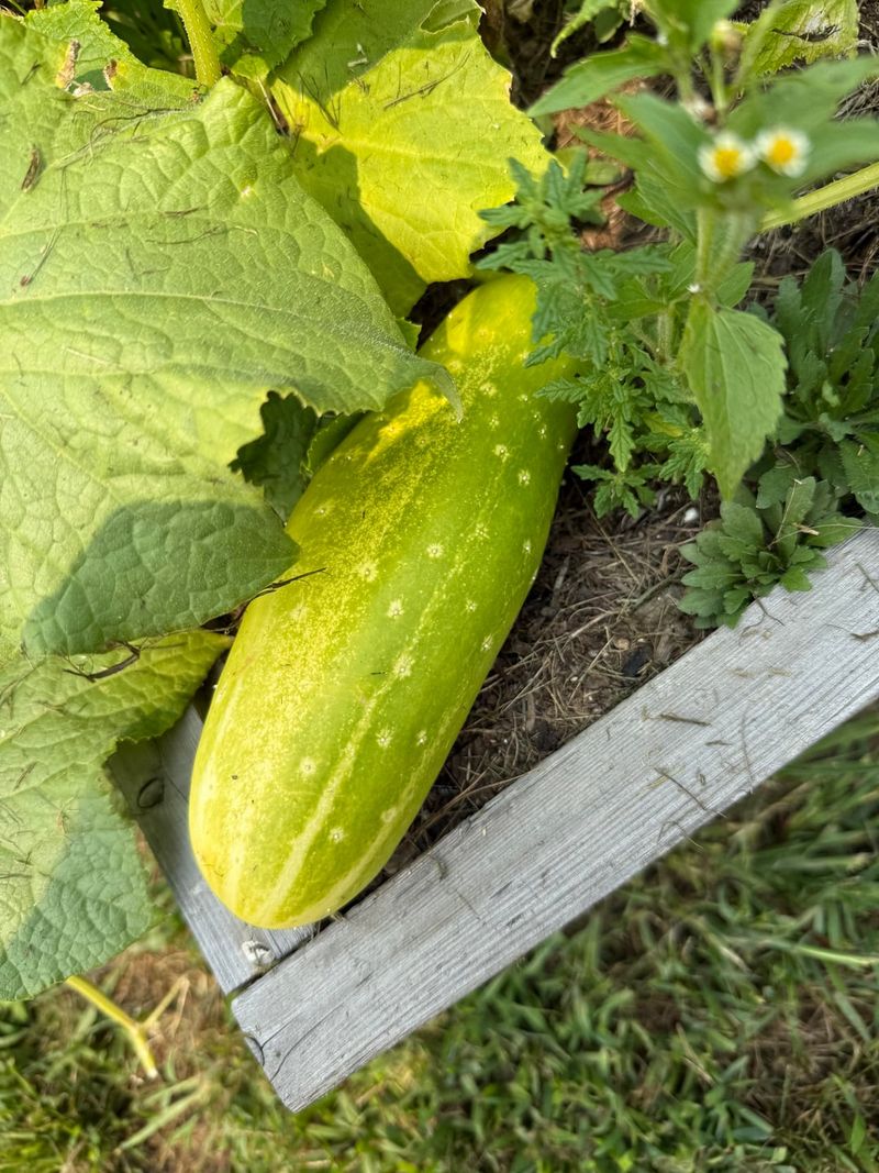Yellowing Skin Is A Sign The Fruit Stayed Too Long Yellowing Skin Is A Sign The Fruit Stayed Too Long