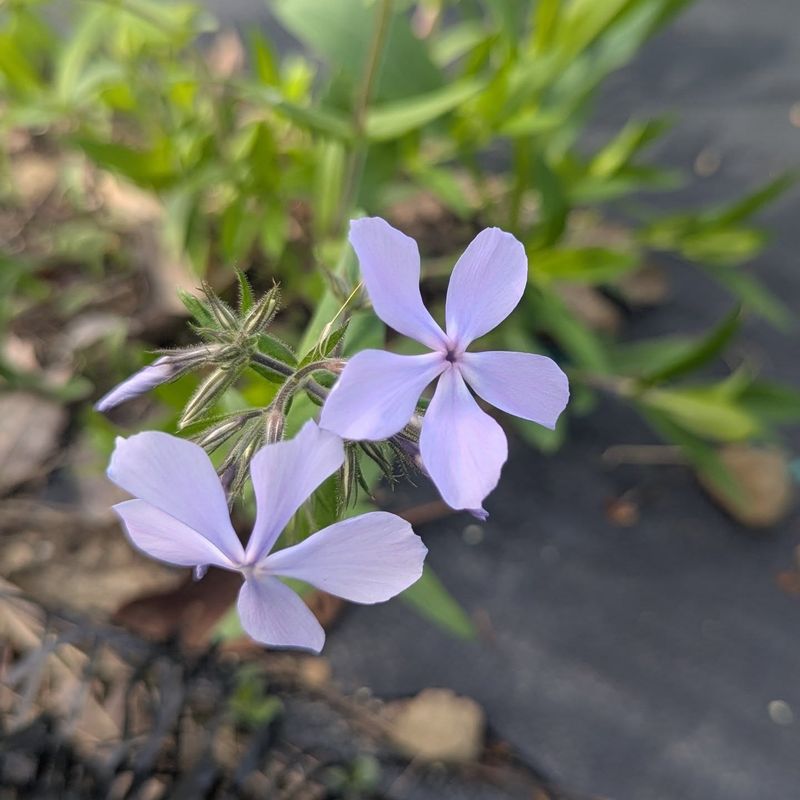 Yellowing With Soggy Soil Means Watering Should Pause
