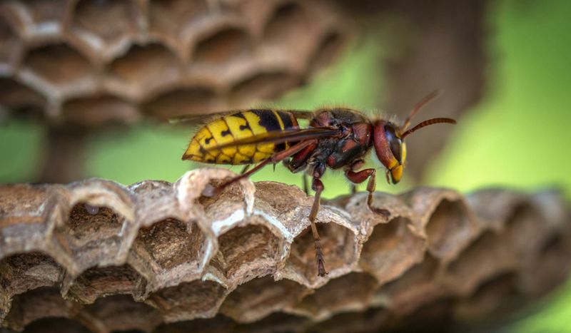 Yellowjacket Activity Can Continue Well Into Fall