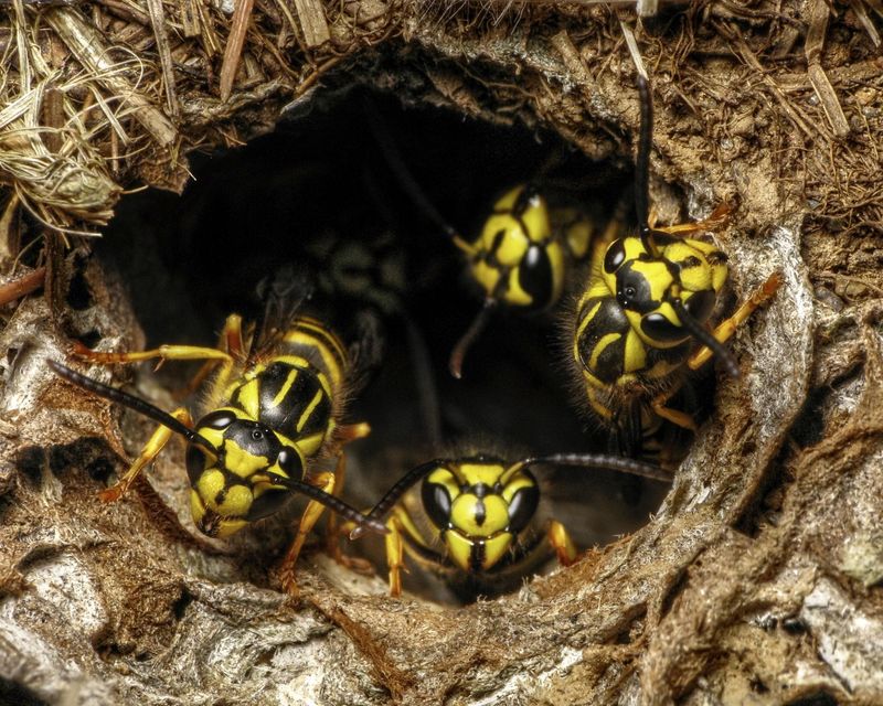 Yellowjacket Colonies Reach Their Largest Populations In Late Summer