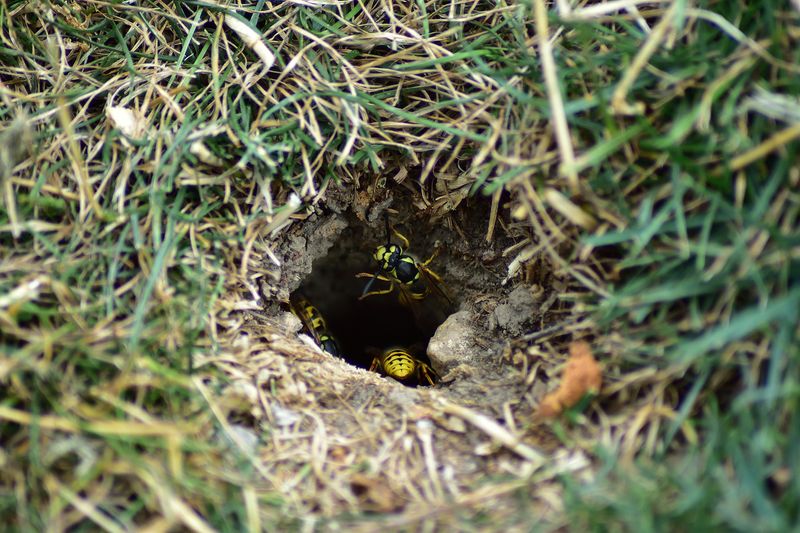Yellowjacket Nests Tucked Into The Ground