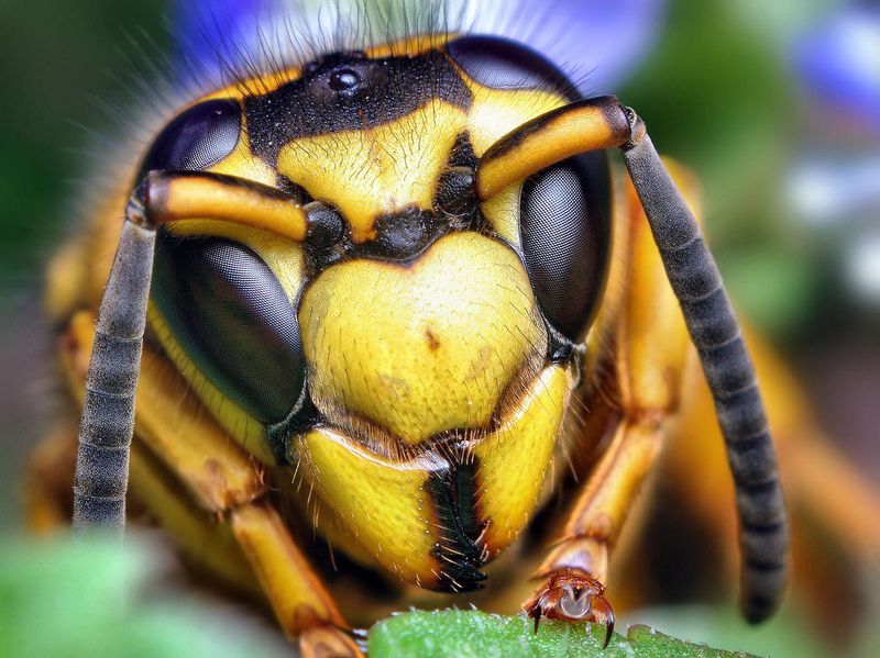 Yellowjackets Bring Risks Paper Wasps Don't Have