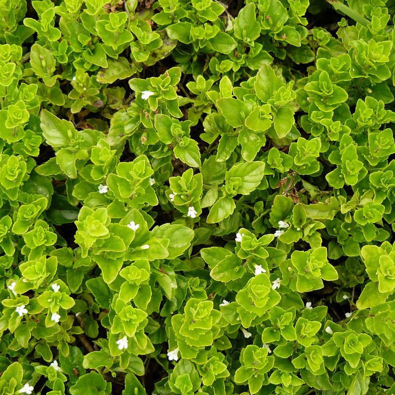 Yerba Buena Forms A Fragrant Mat In Light Shade Yerba Buena Forms A Fragrant Mat In Light Shade