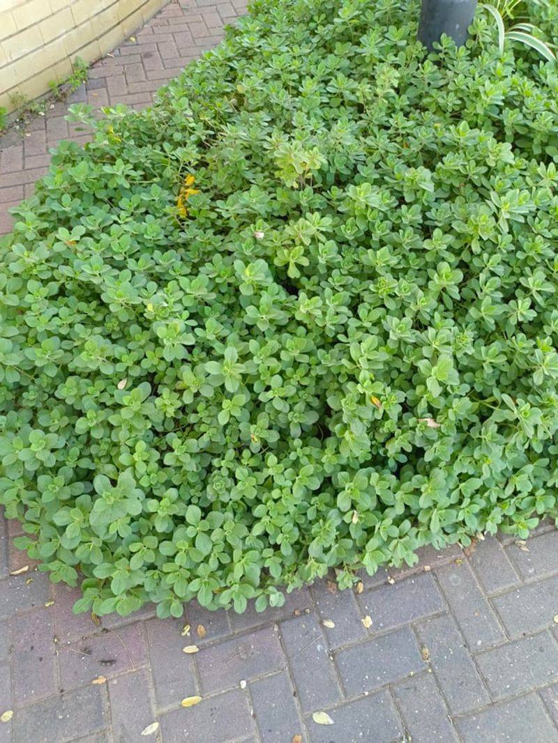 Yerba Buena Forms A Soft Low-Growing Mat