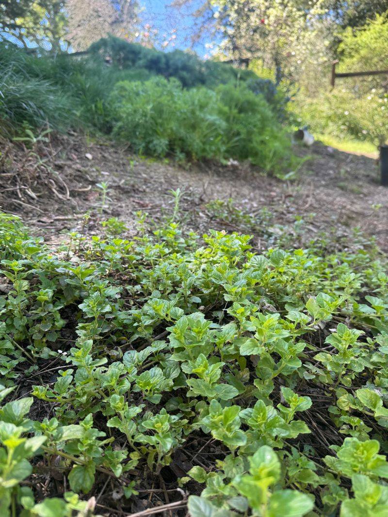 Yerba Buena Makes A Soft Groundcover For Clay-Rich Spots