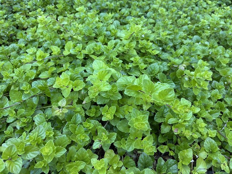 Yerba Buena Spreads Softly Through Dry Oak Shade