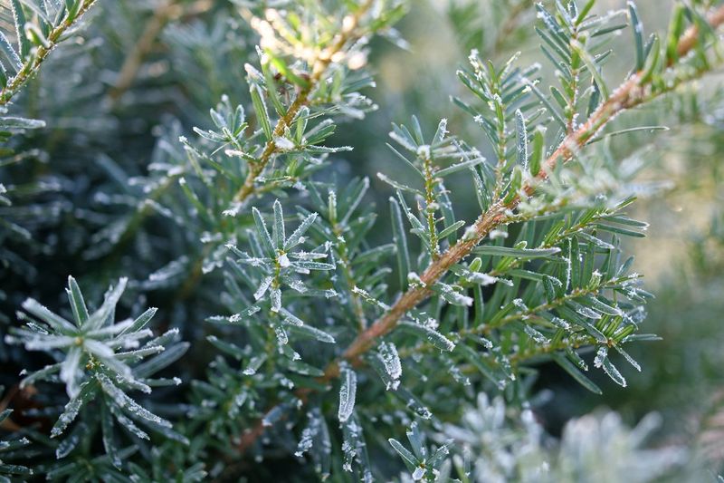 Yew Still Wins When You Need Evergreen Screening Through Winter