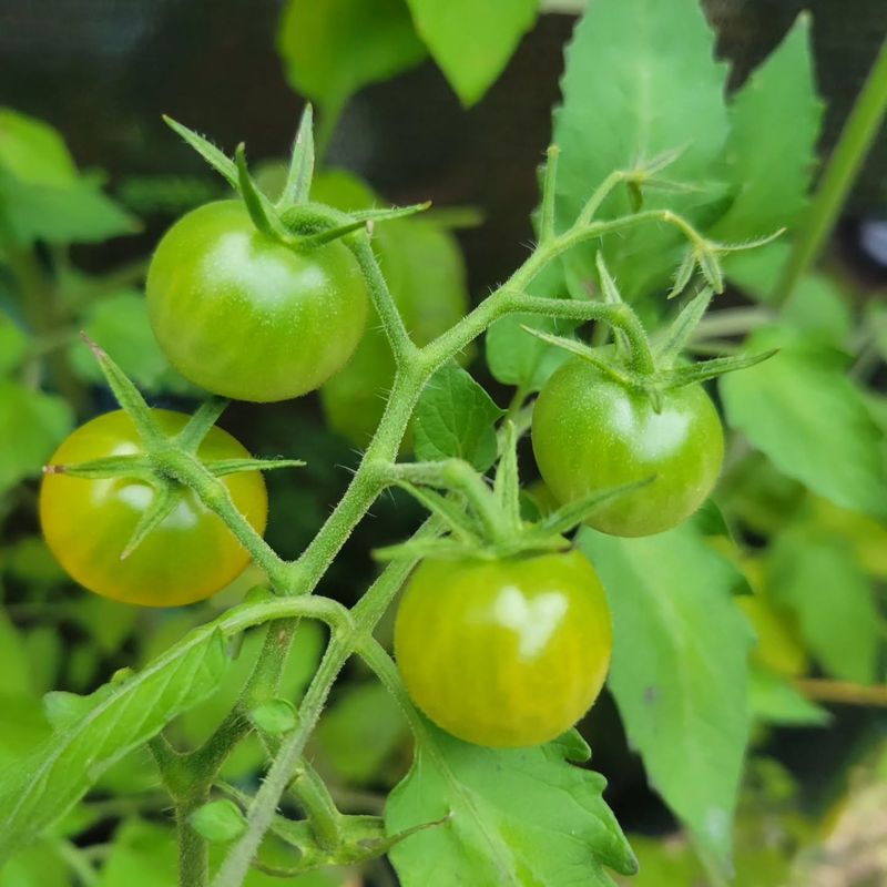 You Chose A Late Maturing Variety