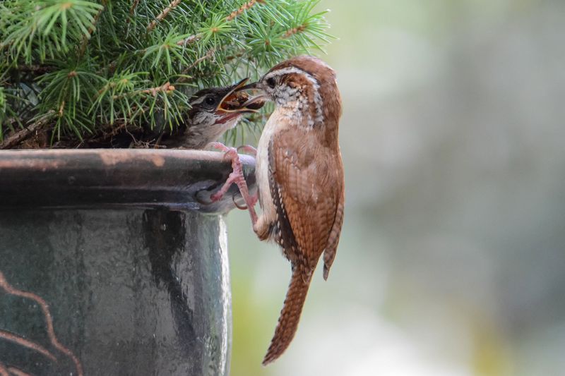 You Could See More Than One Brood You Could See More Than One Brood