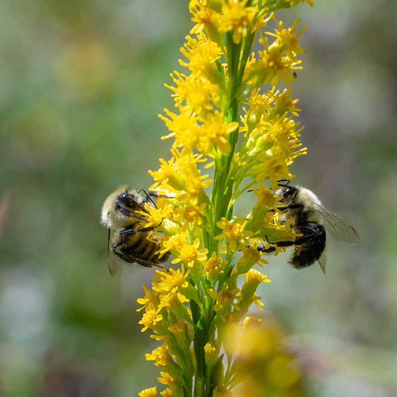 You Do Not Need To Know Every Bee By Name
