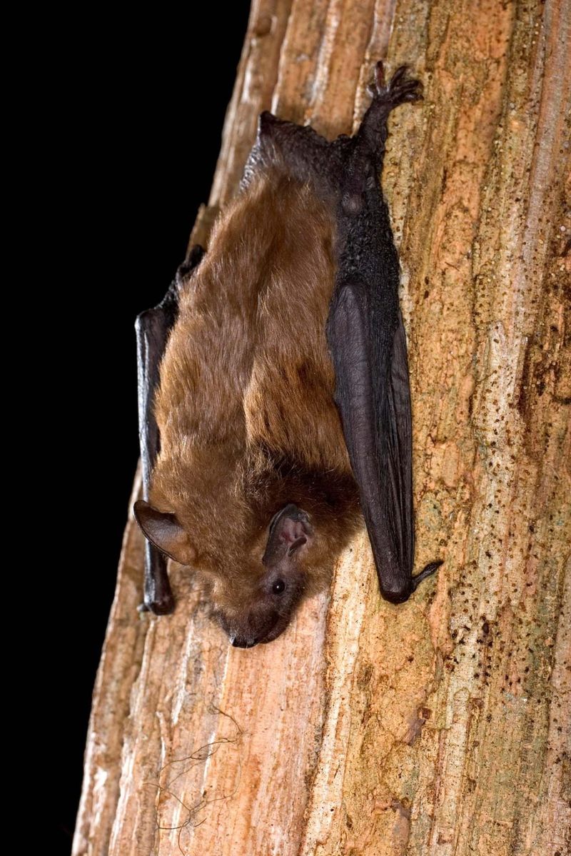 Young Bats Join The Evening Flights By August