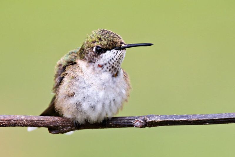 Young Birds Add To Their Numbers In August