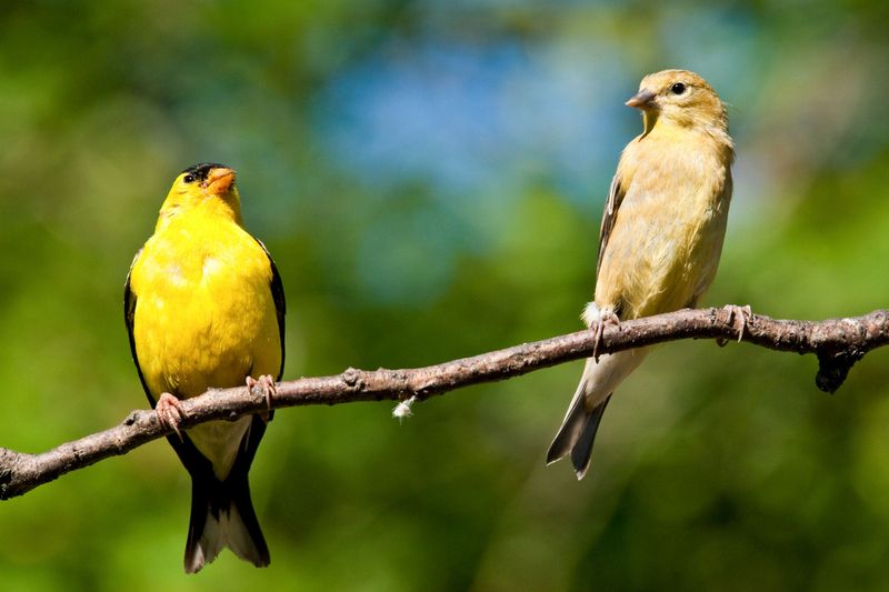 Young Birds Are Joining Adult Flocks Young Birds Are Joining Adult Flocks