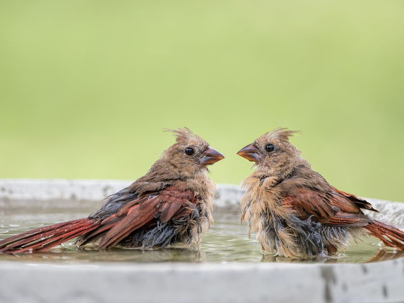 Young Birds Begin Joining Other Cardinals