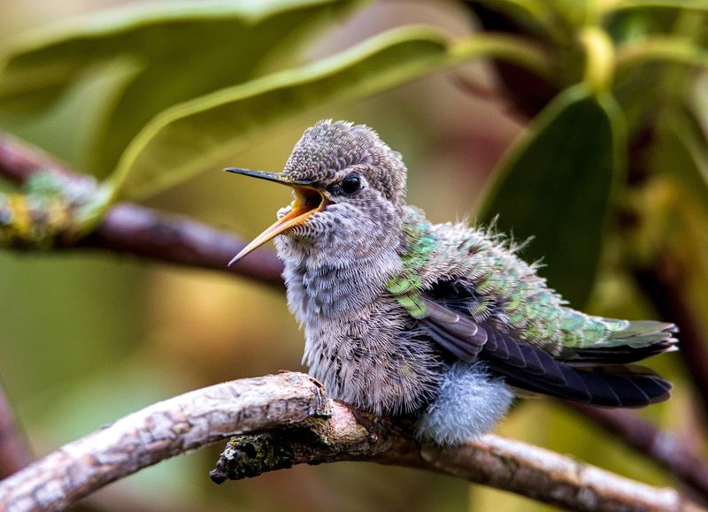 Young Birds Could Be Practicing Their First Flights Young Birds Could Be Practicing Their First Flights