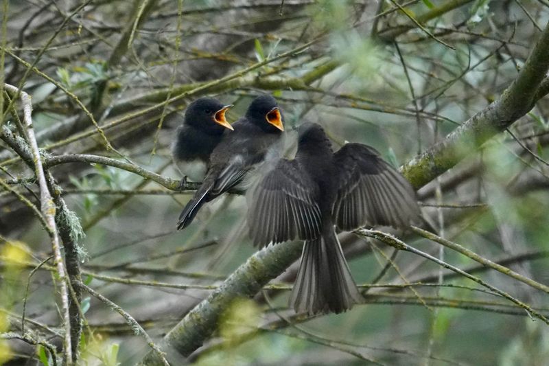 Young Birds Leave Before The Nest Is Empty