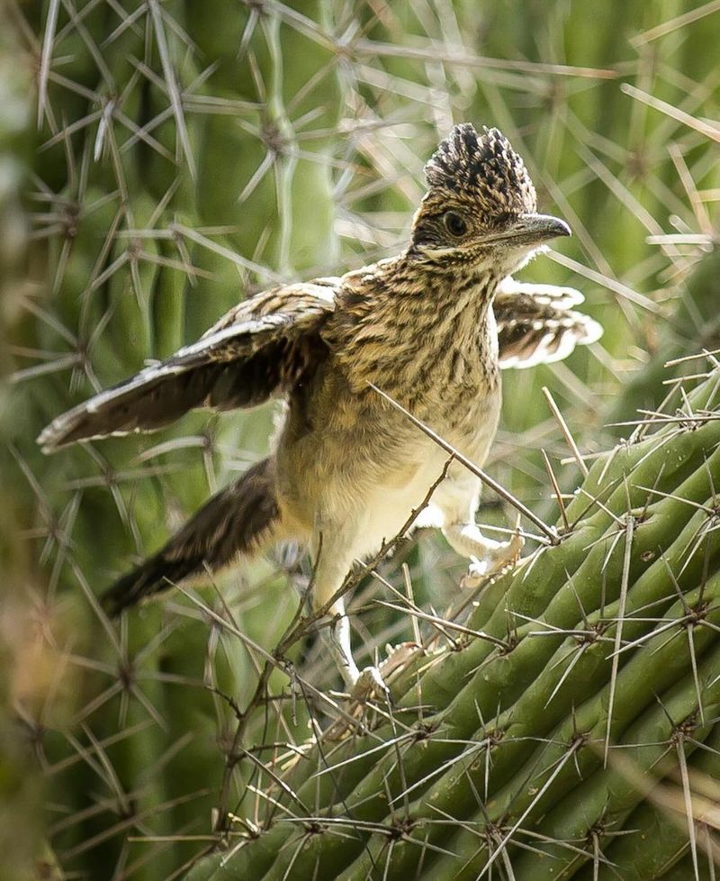 Young Birds Leave The Nest Within A Few Weeks Young Birds Leave The Nest Within A Few Weeks