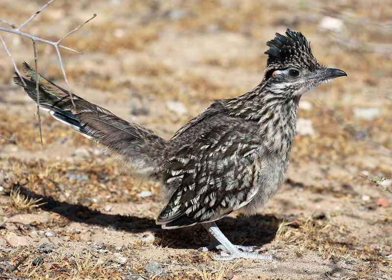 Young Birds May Follow Their Parents Into Yards Young Birds May Follow Their Parents Into Yards