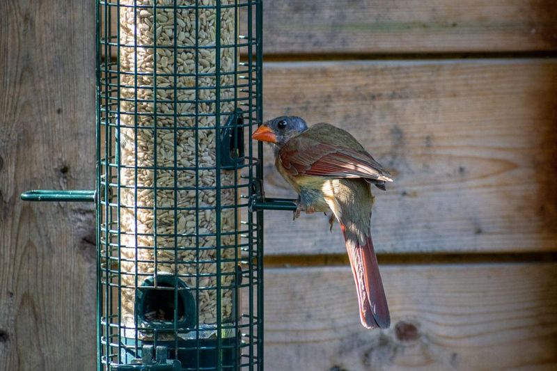 Young Brown Cardinals Reveal The Season's New Generation