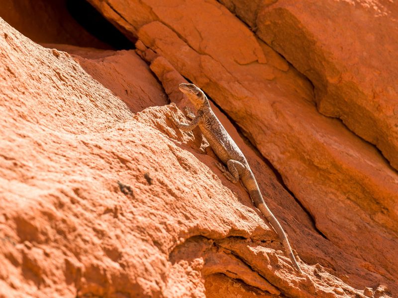 Young Chuckwallas Often Search For New Territory Young Chuckwallas Often Search For New Territory