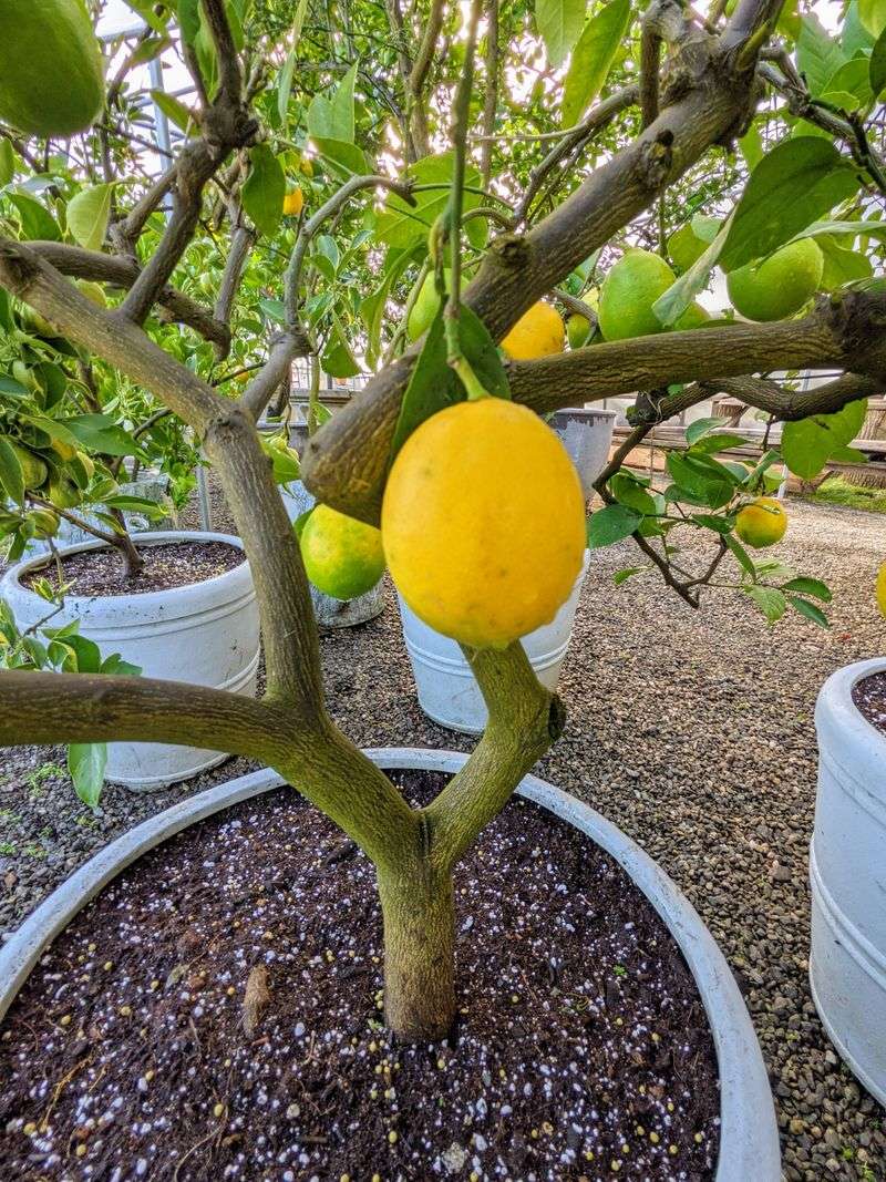 Young Citrus Needs Closer Moisture Checks