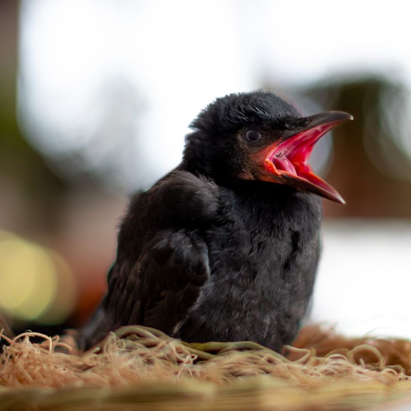 Young Crows May Be Joining The Group