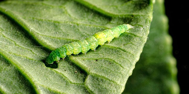 Young Fall Plants Can Be Damaged Quickly Young Fall Plants Can Be Damaged Quickly