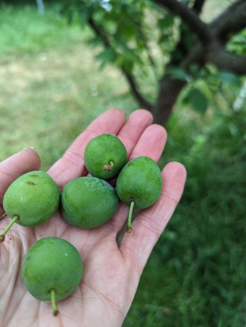 Young Fruit Dropping Before It Is Ready Young Fruit Dropping Before It Is Ready