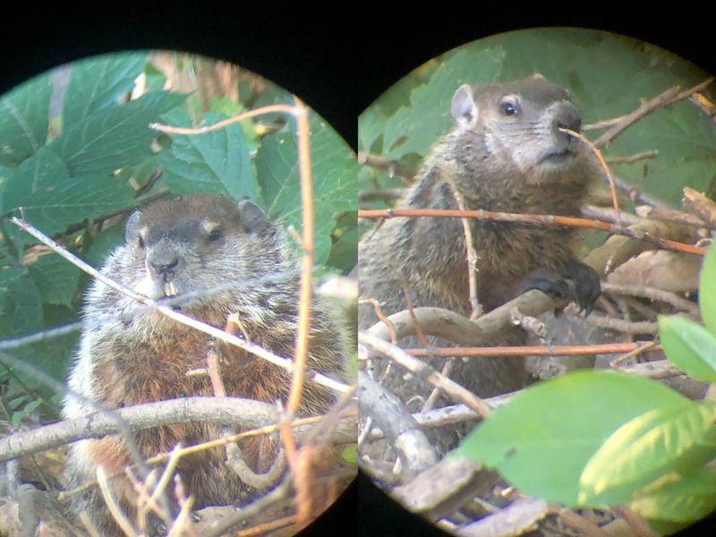 Young Groundhogs Can Change Your Timing