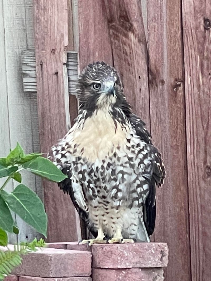 Young Hawks Often Spend More Time Close To Homes Young Hawks Often Spend More Time Close To Homes