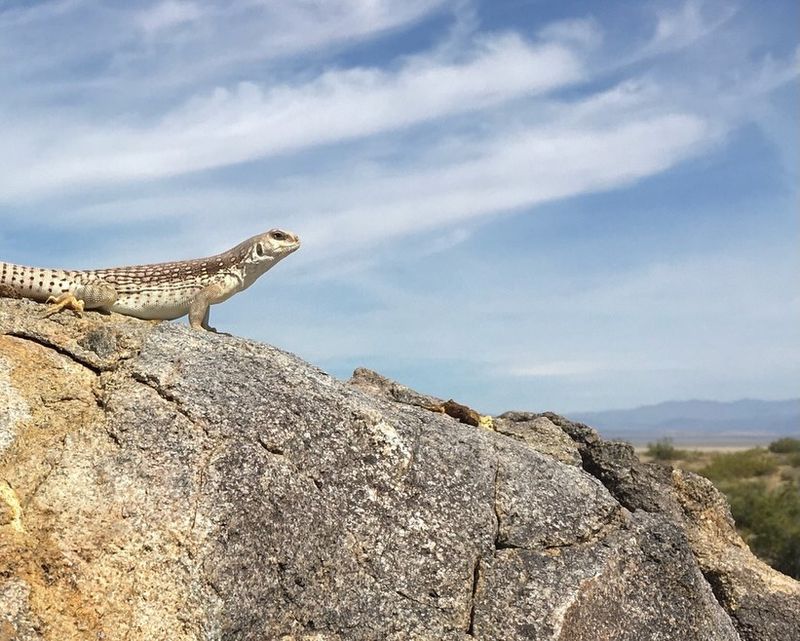 Young Iguanas Begin Appearing In Late Summer