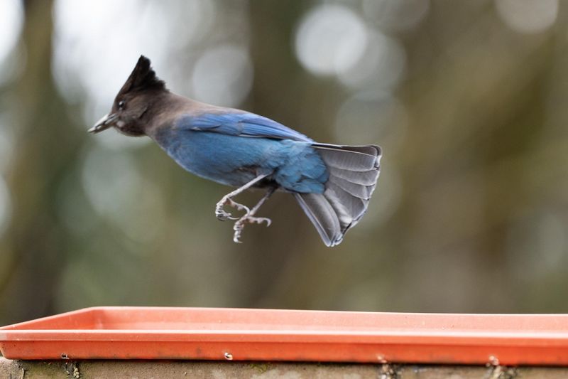 Young Jays Could Be Exploring With Their Families