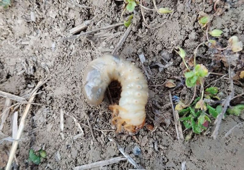 Young Larvae Feed Beneath The Grass