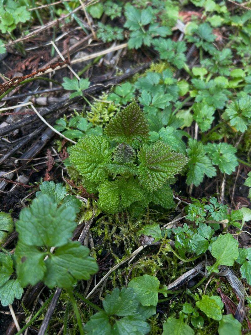 Young Leaves Can Be Useful Young Leaves Can Be Useful