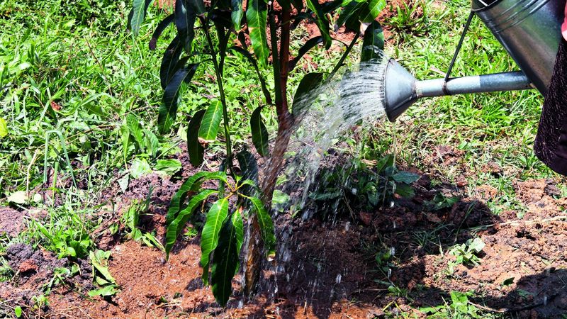 Young Mango Trees Still Need A Different Watering Rule Young Mango Trees Still Need A Different Watering Rule