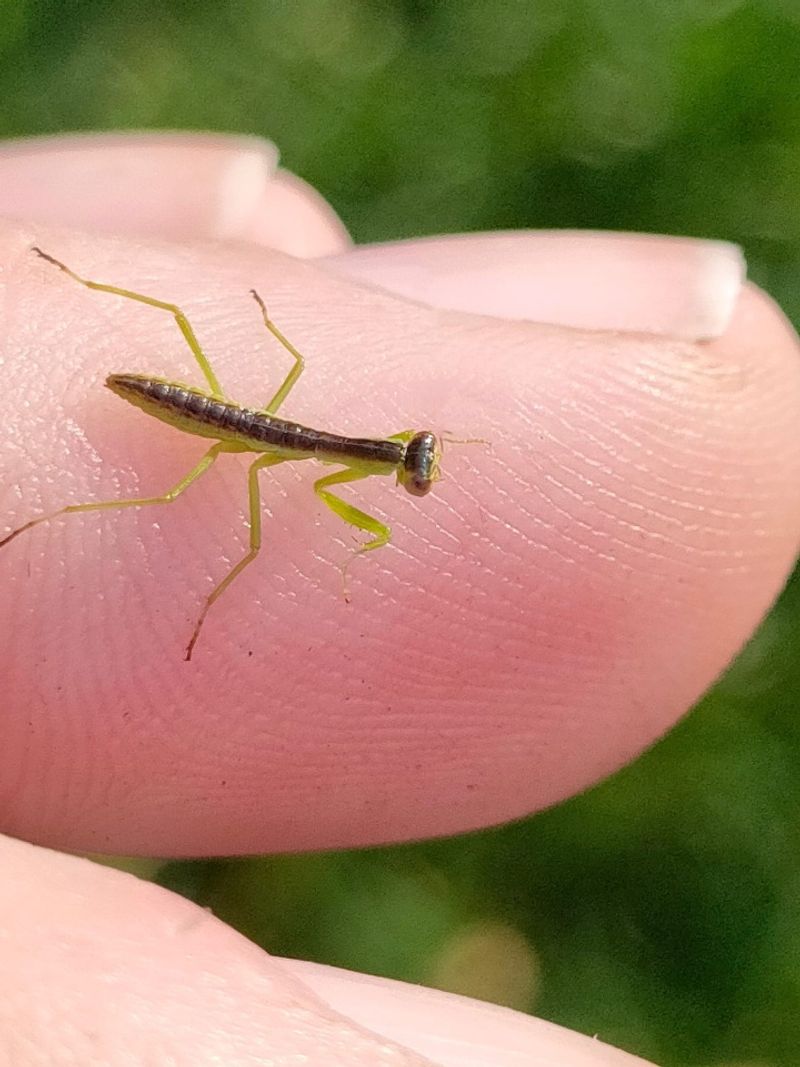 Young Mantises Come Out When Warmer Weather Returns Young Mantises Come Out When Warmer Weather Returns