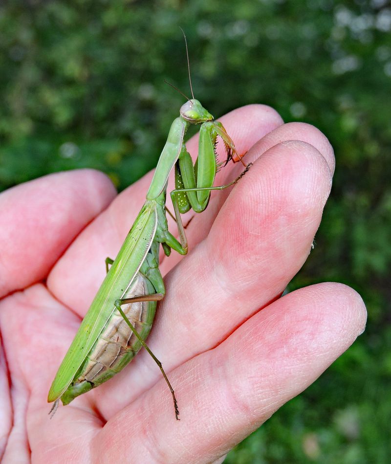 Young Mantises Have Reached Full Size Young Mantises Have Reached Full Size