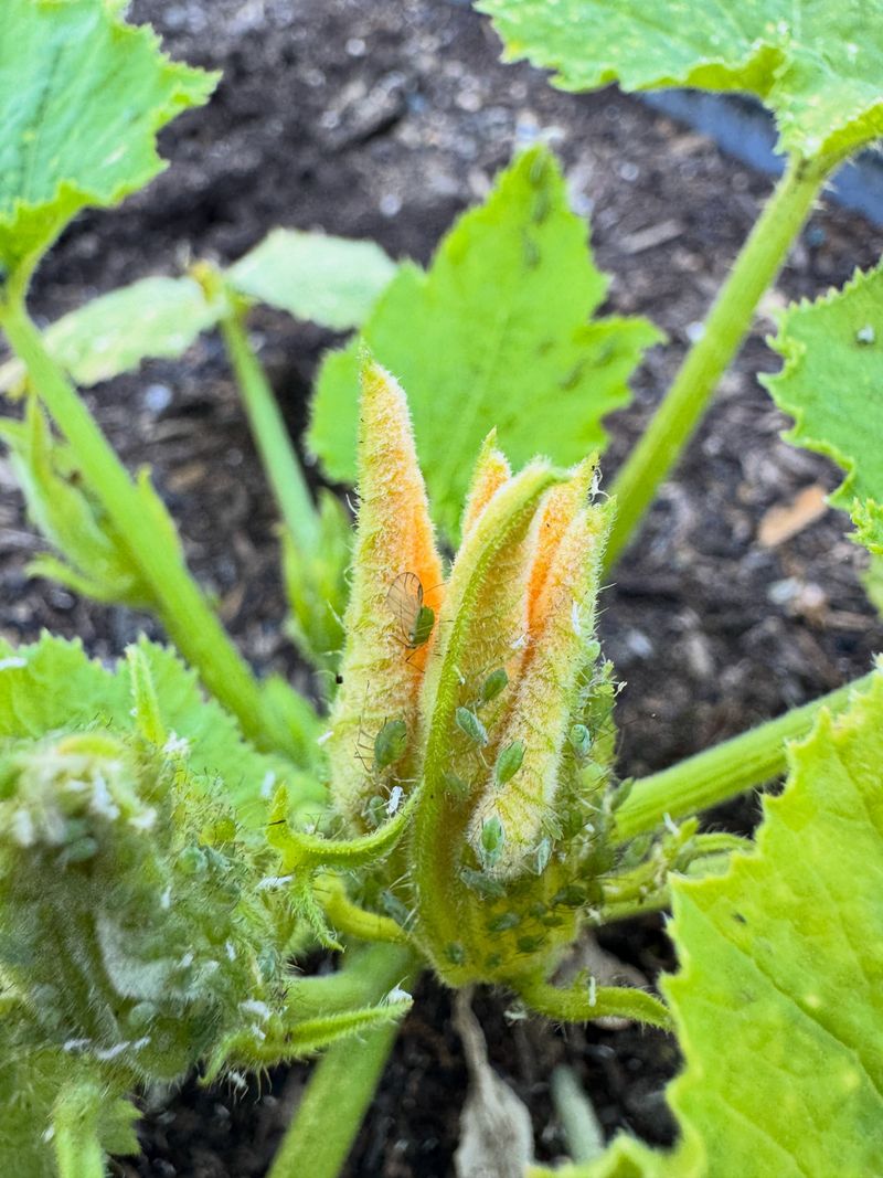 Young Nymphs Are Easier To Control Than Adults
