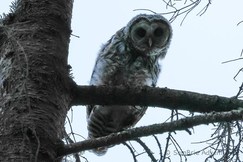 Young Owls Add Begging Notes Young Owls Add Begging Notes