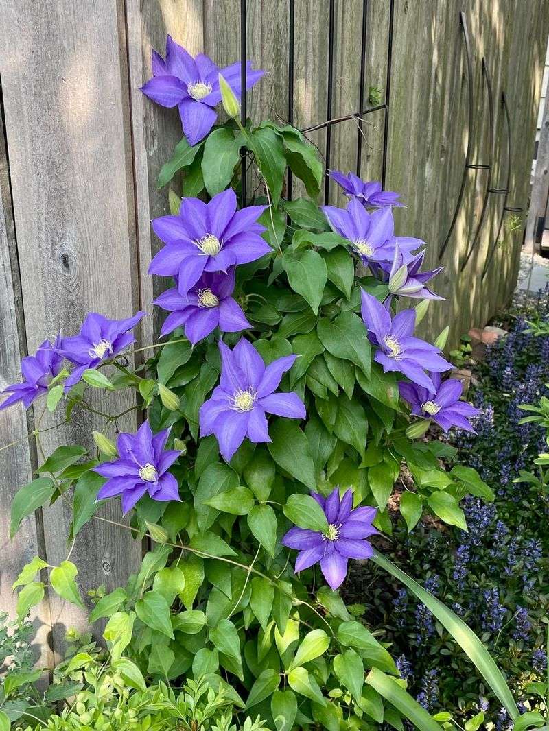 Young Plant Not Mature Yet