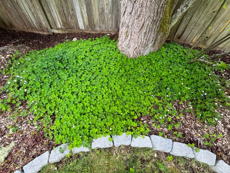 Young Plants Cannot Shade The Soil Fast Enough Young Plants Cannot Shade The Soil Fast Enough
