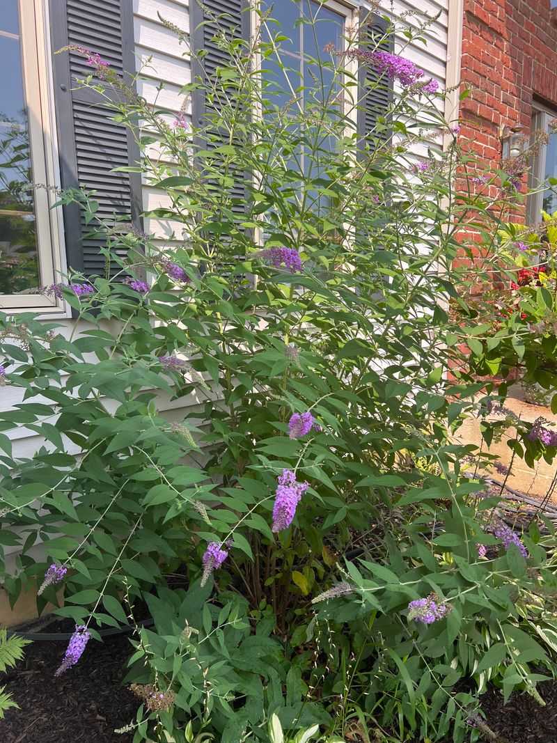 Young Plants Hiding Along Fences And Sheds
