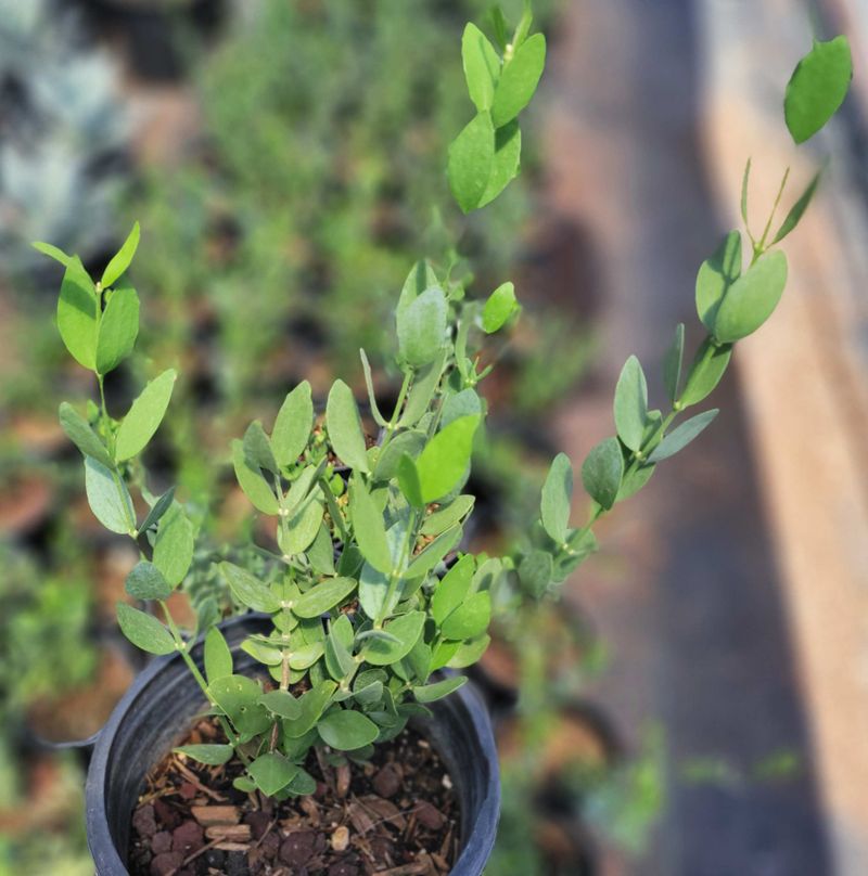 Young Plants Need Regular Water While Getting Established