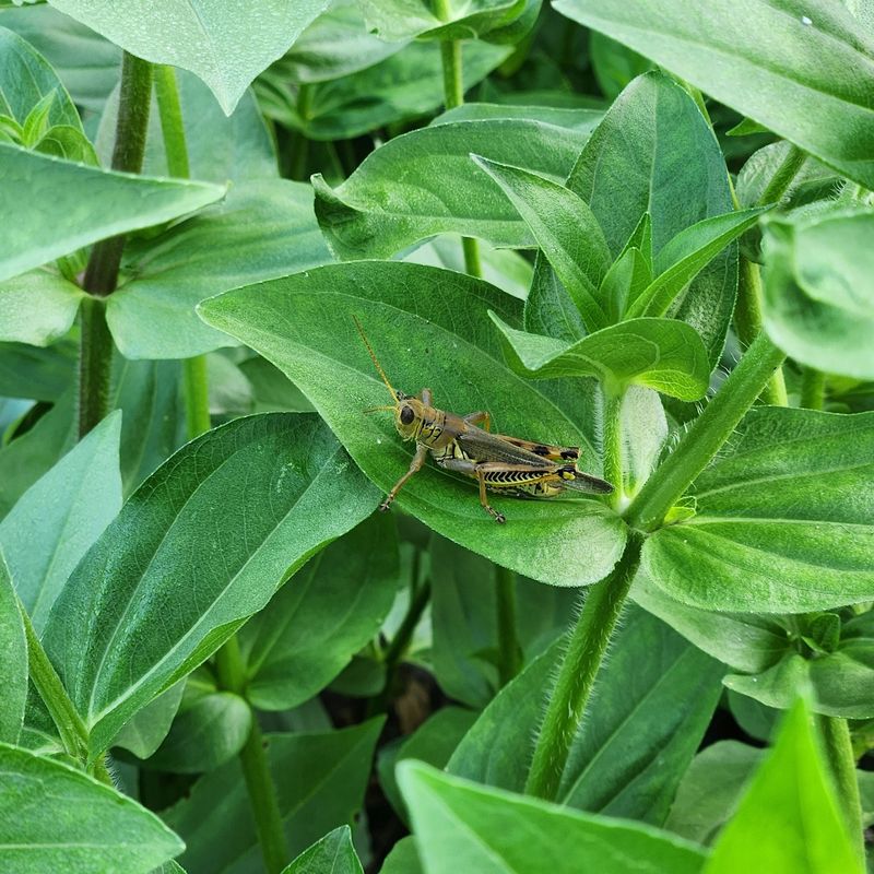 Young Plants Need The Most Attention Young Plants Need The Most Attention