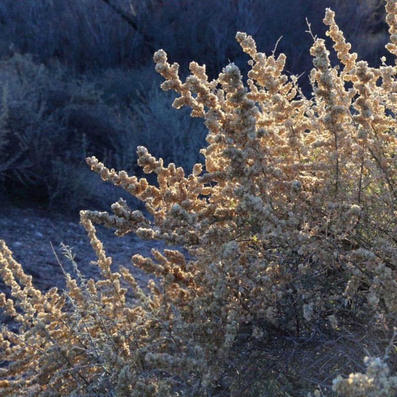 Young Plants Need Water While Getting Established