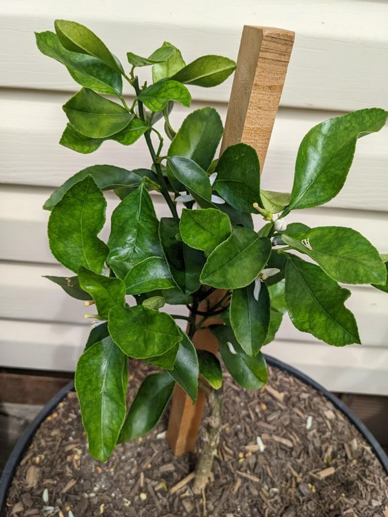 Young Roots Dry Out Faster Than Mature Trees