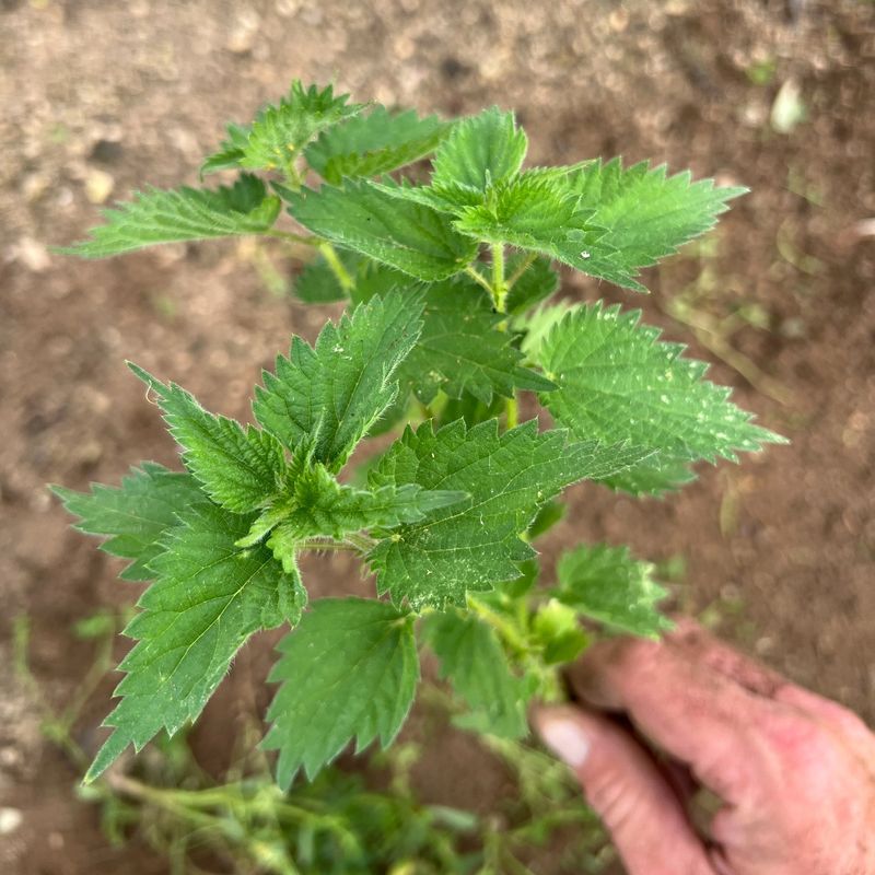 Young Shoots Can Be Eaten